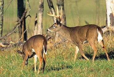 Two Whitetail Deer Grazing 