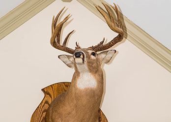 Trophy Buck Mounted 