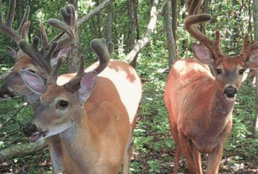 Two Deer in the Woods 