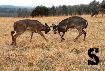 Two Whitetail Deer Fighting