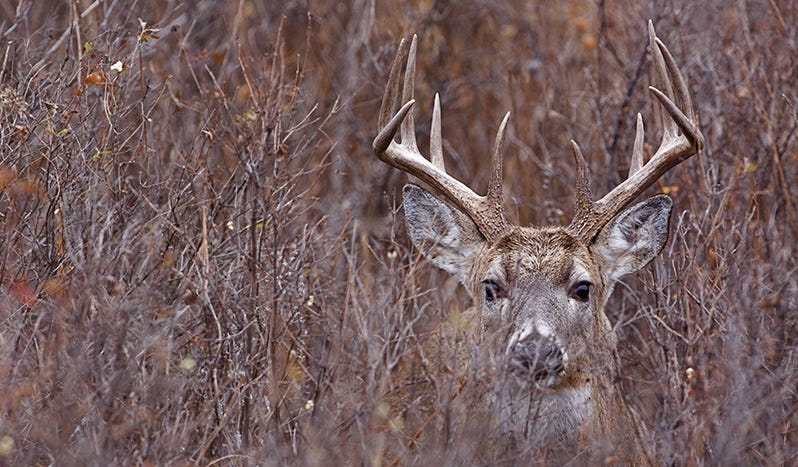 Large Buck in Bushes