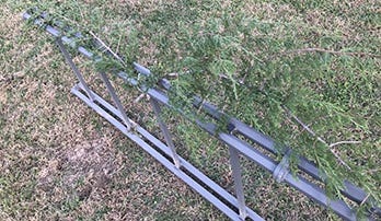 Treestadn Ladder Being Camouflaged with Branches 