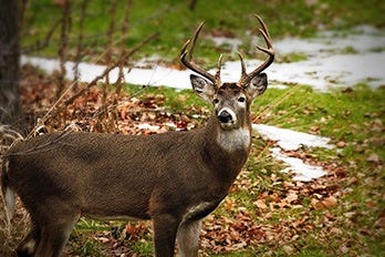 Whitetail Deer