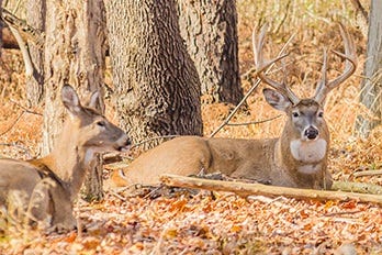 Two Deer Lay in Fallen Leaves 