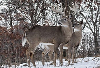 Two Whitetail Deer in the Snow 