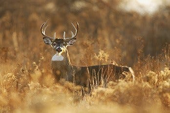 Whitetail Deer in Field 