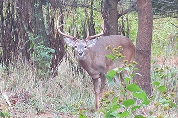 Big Buck Under Tree