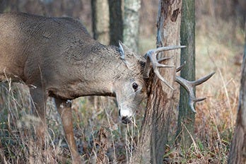 Buck Scraping Tree