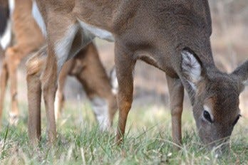 Deer Eating Grass