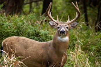 Whitetail Deer