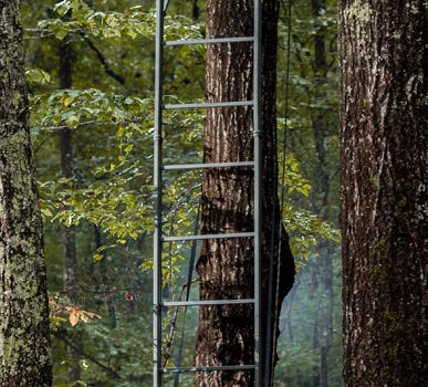 Ladder Treestand Attached to a Tree with forest and greenery surrounding it